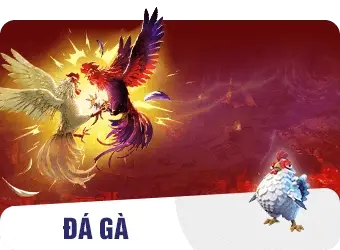 home cockfighting